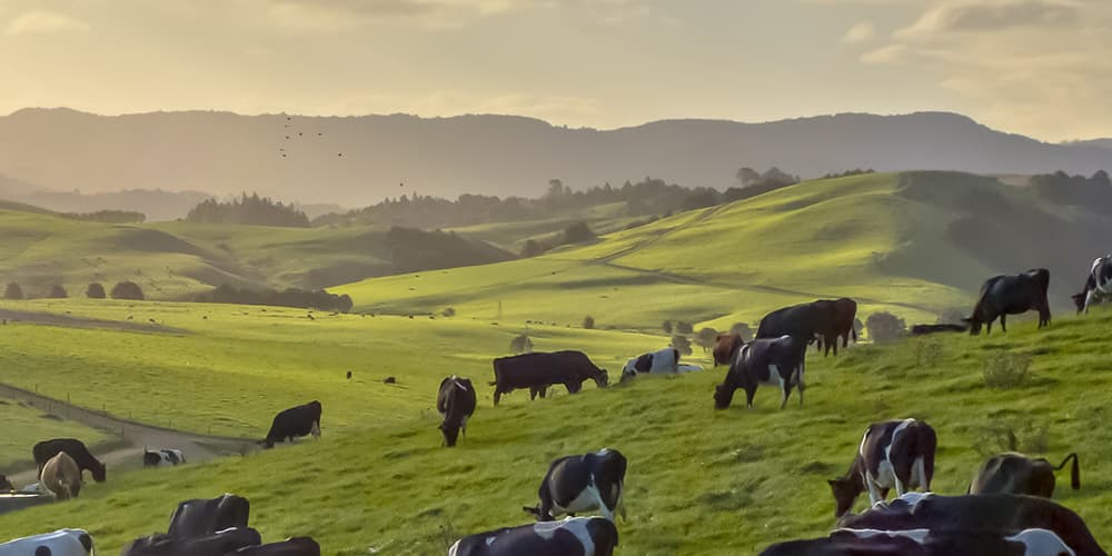 Nutrição e Pastagens: A Importância da Alimentação Adequada para o Gado