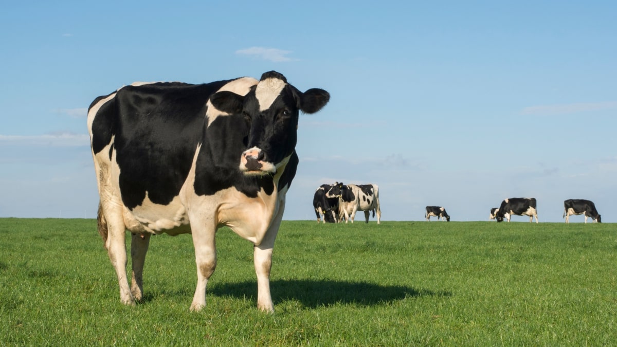 Gestão de mão de obra na pecuária leiteira: estratégias e boas práticas