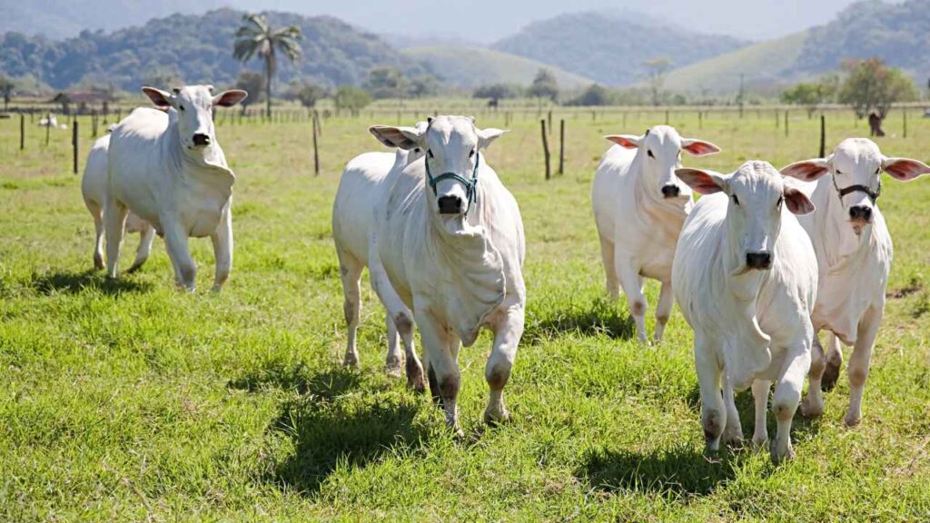 Transferência de Embriões na Agropecuária: Técnicas Avançadas para Otimização Genética e Produtiva